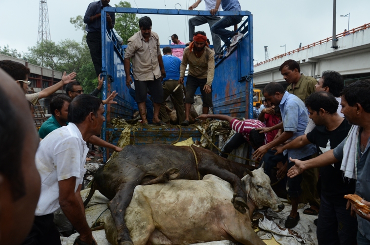 photo 140718-1  cow bhakt rescuing cows