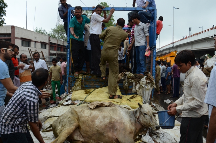 photo 140718  cow bhakt rescuing cows